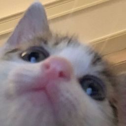BadCat’s avatar