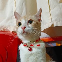 meowmeow’s avatar