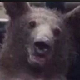 mattisbear’s avatar