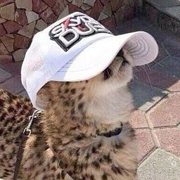 Jirafha’s avatar
