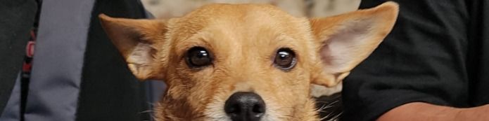Banner image