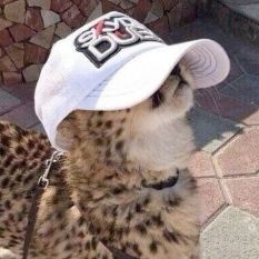Jirafha’s avatar